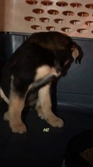 Trembling Foster Puppy Turns Into The Happiest Dog