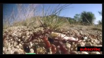 documentario  vida selvagem a guerra das formigas  a vida dos insetos /  documentary wildlife the war of the ants the life of the insects /   documental fauna la guerra de las hormigas la vida de los insectos