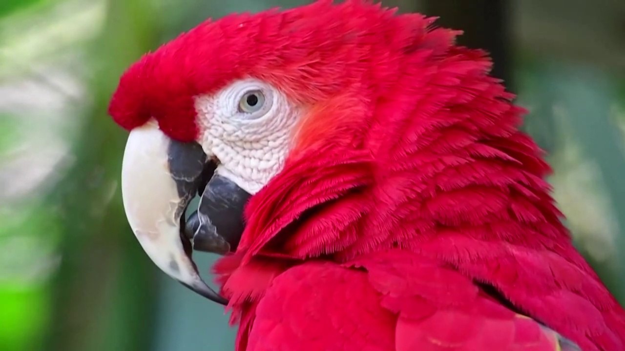 6 buenas noticias sobre el medioambiente