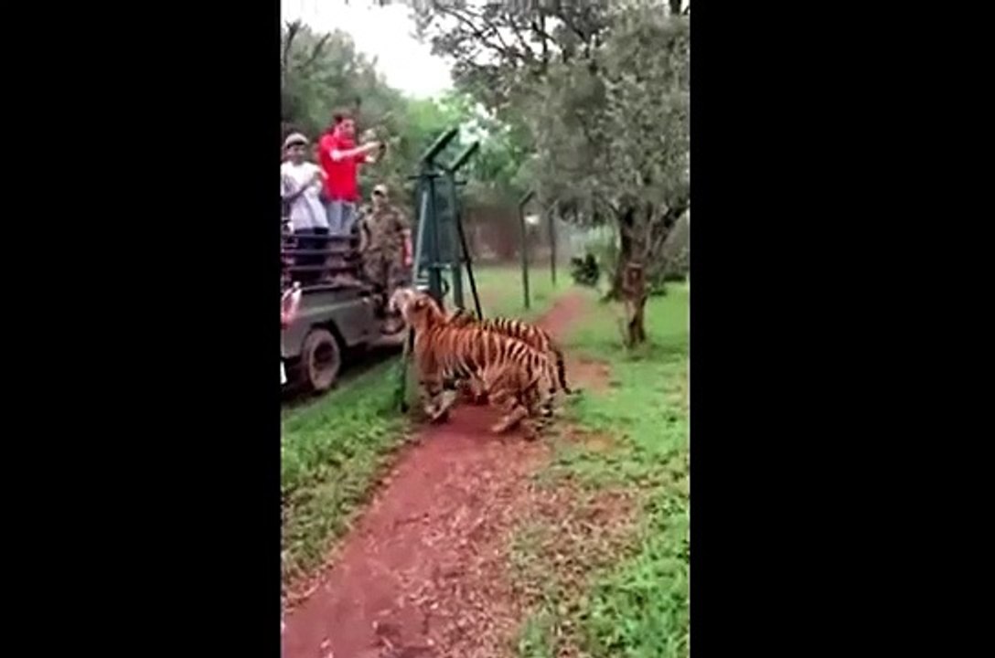 Kaplanın bu yaptığına inanamayacaksınız