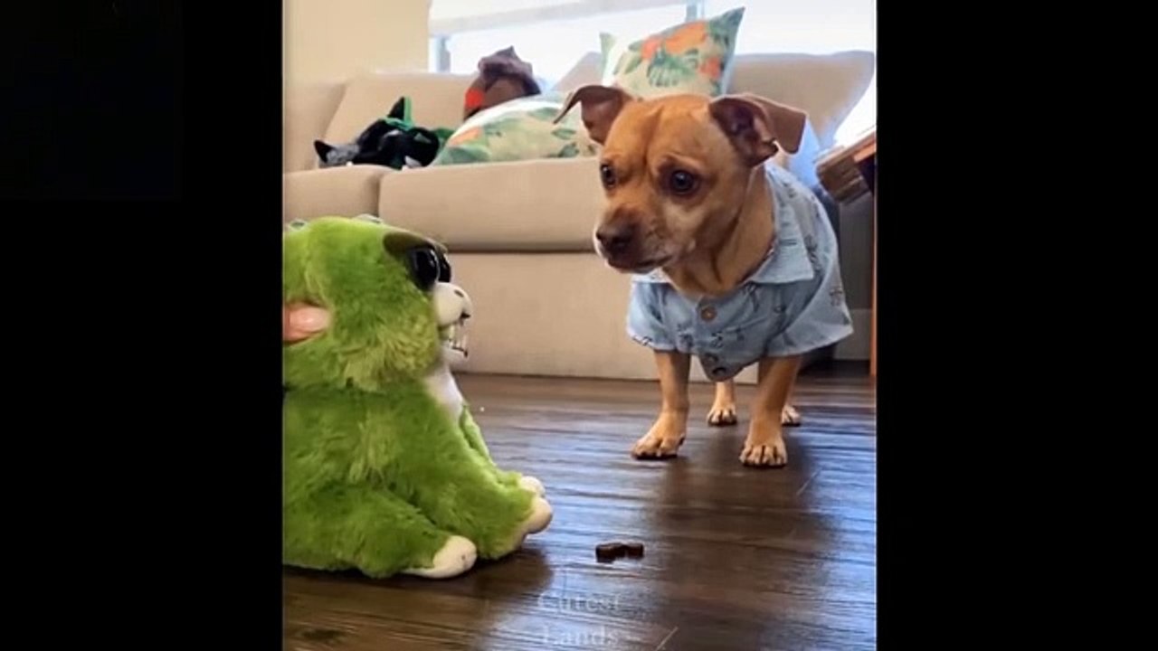 Cute And Funny Pets - Try Not To Laugh To These Pets Compilation