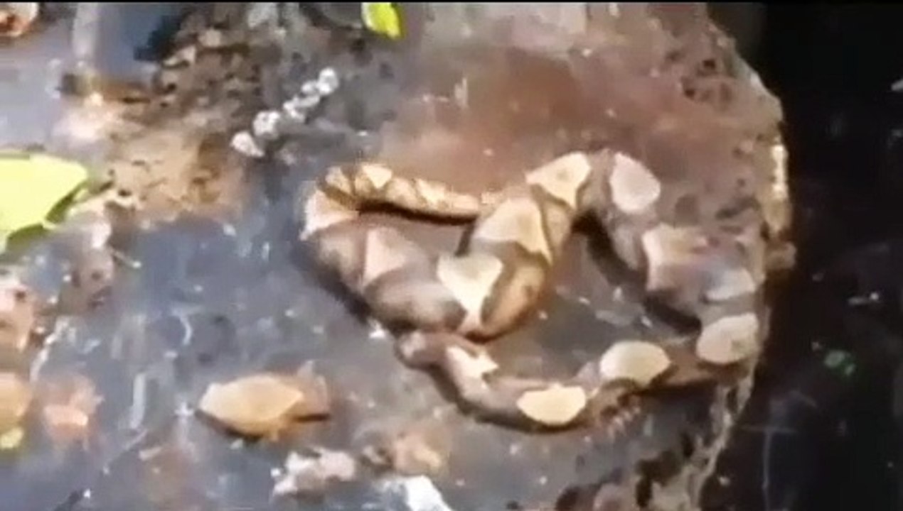 Başı kopan yılan kendi kuyruğunu ısırdı