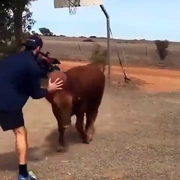 Man Playing Basketball With A Cow