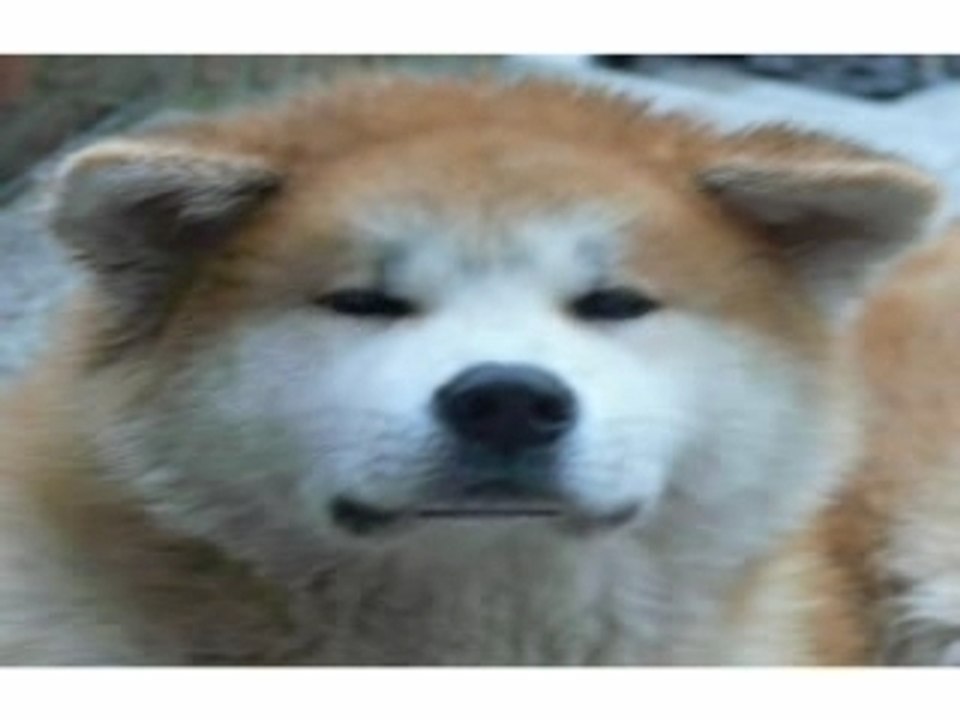 Akita de nos belges vallées