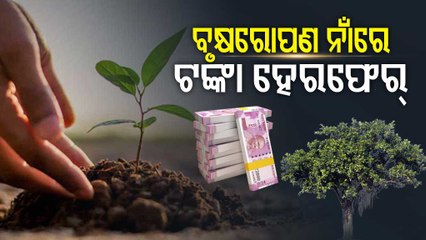 Special Story | Massive Corruption Alleged In Plantation Work In Jharsuguda