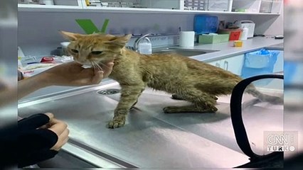 Kedisi "Umut"a donör arıyor