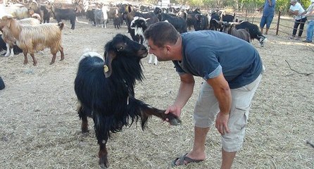 Beslediği keçi ile yaptığı pazarlık gülümsetti