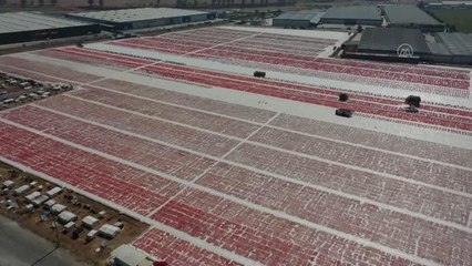 Ege ovalarında kuru domates mesaisi başladı