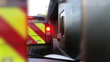 Funny Cats And Dogs Jokes That Will Make You Laugh