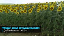 Tarlaları sarıya boyayan ayçiçekleri fotoğraf tutkunlarını bekliyor