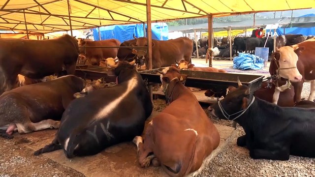 Kurban pazarının 'Paşa'sı alıcısını bekliyor