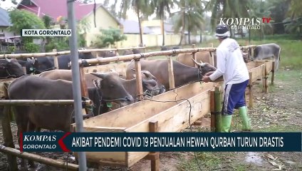 Akibat Pendemi Covid 19 Penjualan Hewan Qurban Menurun