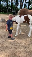 Boy and Foal Share Special Bond