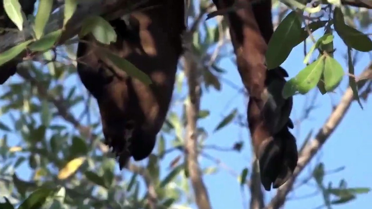 Life is Not Easy With Predator! Leopard Jumps High To Catch Buffalo But Was Hit By Buffaloes, Lions