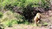 Lion King Failed Miserably, Mother Elephant Save Baby Her From Lion Hunting Impala, Hyenas vs Lion