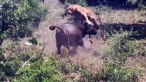 OMG! 7 Lion Versus 100 Buffalo – Buffalo Take Down Lion To Save Baby Elephant – Lion Hunt Elephant