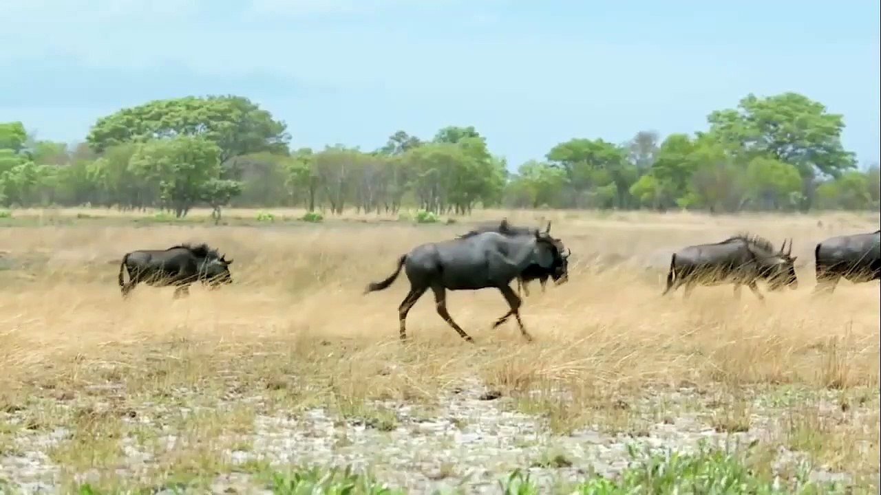 Power Of Mother Animals! Wildebeest Protect Newborn From Cheetah Hunting, Lion vs Leopard