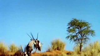Powerful of Horrible Horns Causing The Lions To Panic Mother Gemsbok Save Her Baby From Cheetah