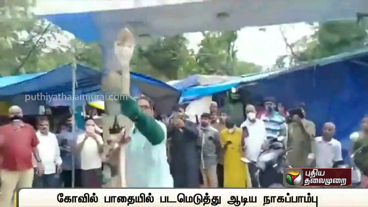 கோவில் பாதையில் படமெடுத்து ஆடிய நாகப்பாம்பு