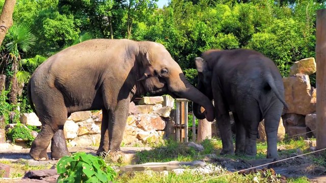 Amazing Animals Collection Relaxing Music, Beautiful Wildlife, Nature Sounds 1