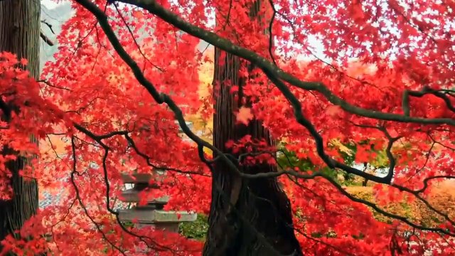 Beautiful Relaxing Music for Stress Relief • Meditation Music, Sleep Music, Ambient Study Music