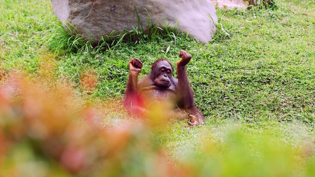 Amazing Animals Collection Relaxing Music, Beautiful Wildlife, Nature Sounds 4