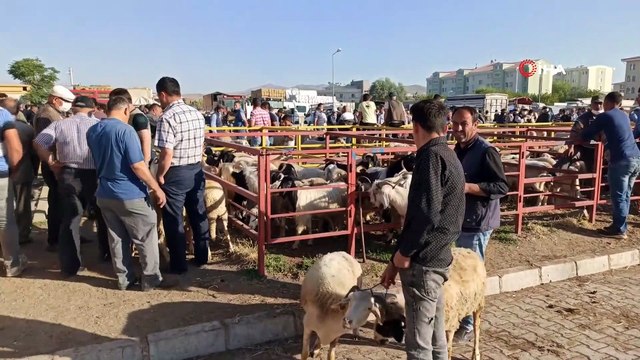 Kurban Bayramı'na sayılı günler kala küçükbaş hayvan pazarında hareketlilik