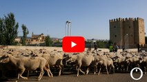 Las ovejas de la ganadería Las Albaidas desafían el calor y realizan su trashumancia por Córdoba