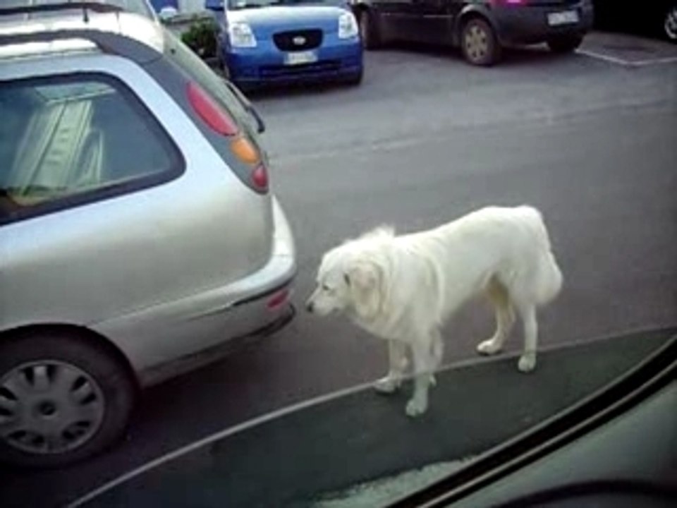 Giuseppe parla coi cani