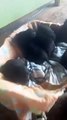 Idosa resgata sete cachorrinhos que foram abanados na chuva, em Tapira