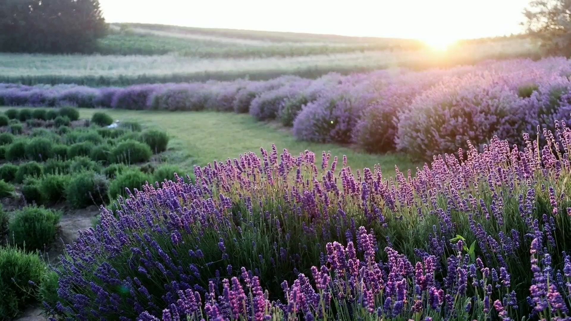 Sunset  Music, trumental Music, Calm Music, Mind Refresher,  Healing Music, positive energy, Meditat