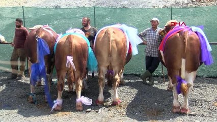 'En büyük ve en güzel büyükbaş kurbanlıklar' podyuma çıktı