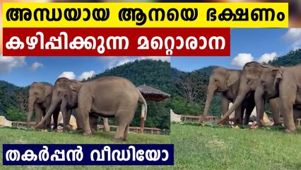 Elephant guides blind tusker towards food in viral video