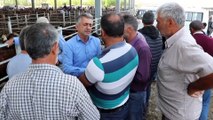 IĞDIR - Belediyenin canlı hayvan pazarında Kurban Bayramı yoğunluğu yaşanıyor