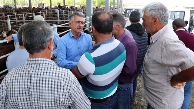 IĞDIR - Belediyenin canlı hayvan pazarında Kurban Bayramı yoğunluğu yaşanıyor