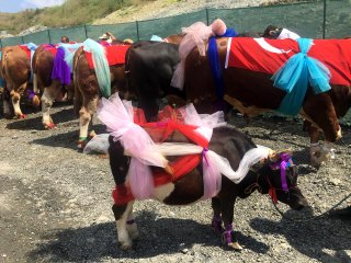 Sultangazi'de en güzel kurbanlıklar podyuma çıktı
