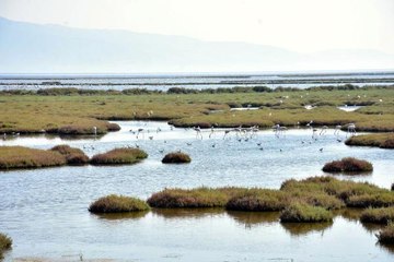 Son dakika gündem: GEDİZ DELTASINDA ARALARINDA FLAMİNGOLARIN BULUNDUĞU BAZI KUŞ TÜRLERİ ÖLÜ BULUNDU