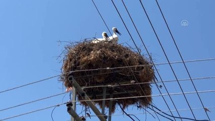 Yaralı leylek yavrusu tedavi altına alındı