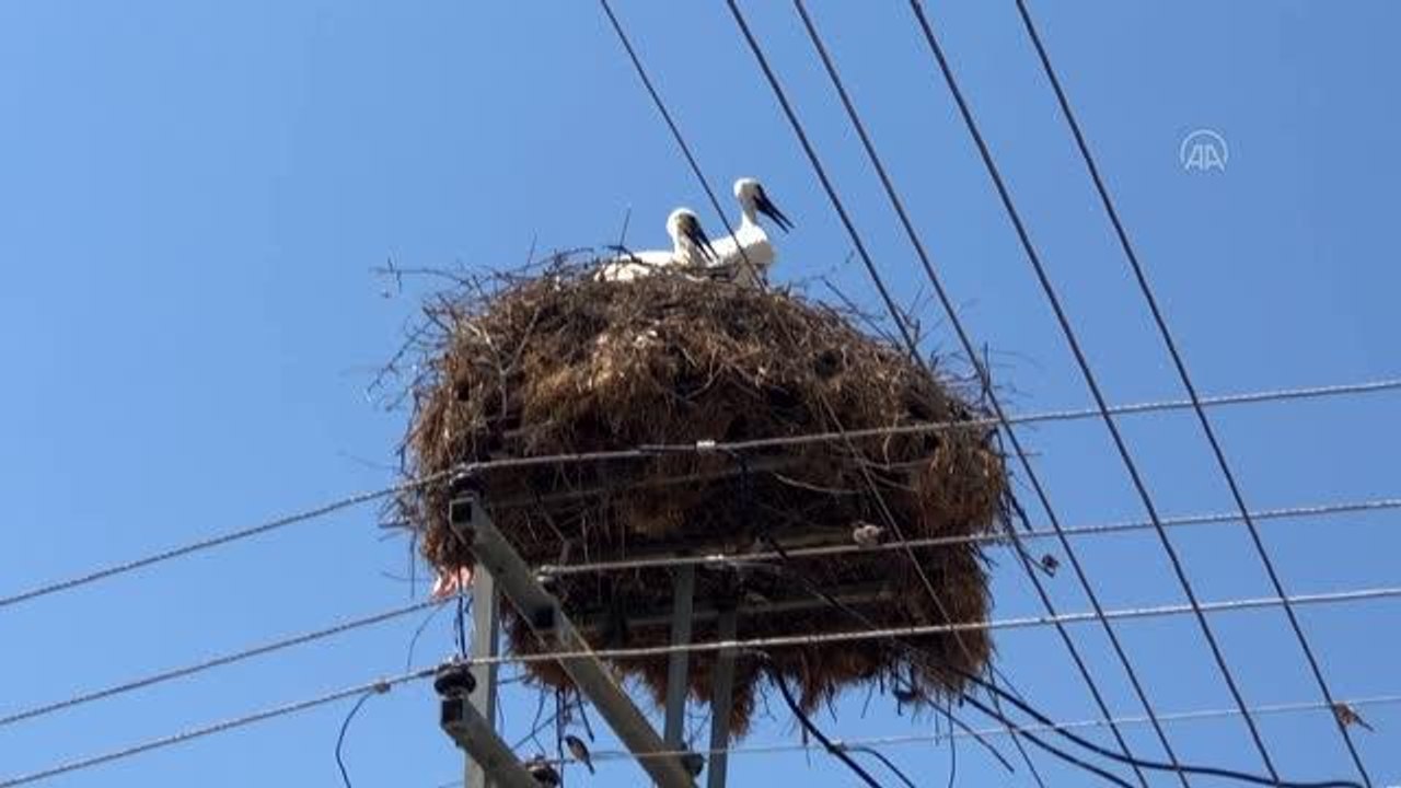 Yaralı leylek yavrusu tedavi altına alındı