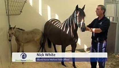 Hayvanı bakın ne hale getirdiler!