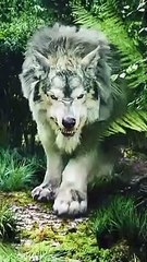 Dangerous Animals Compilation - Lion, Tiger, wolf, Panther