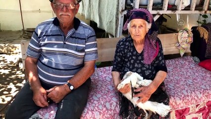 AYDIN - Yaralı leylek yavrusu tedavi altına alındı