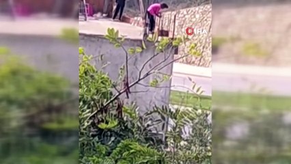 Kediye yapılan işkence “pes” dedirtti