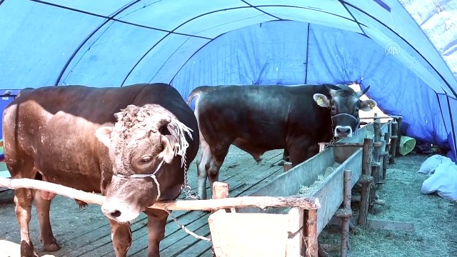 SİVAS - Kurban Bayramı öncesi canlı hayvan pazarında hareketlilik