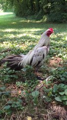 Brazilian brood rooster