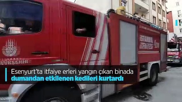 İtfaiye ekipleri yangında dumandan etkilenen kedileri kurtardı