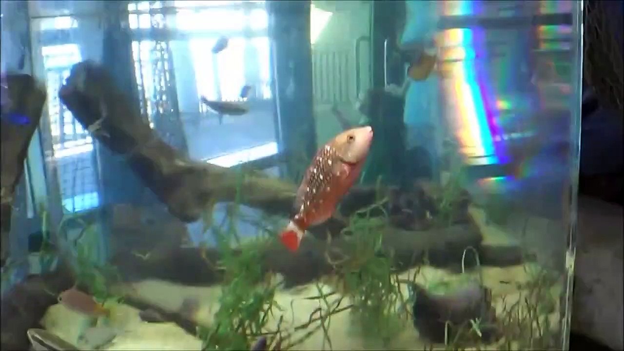 Albuquerque Aquarium