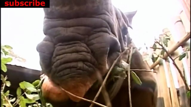 animais vida selvagem natureza / documentary wildlife animals nature / animales fauna silvestre lnaturaleza.