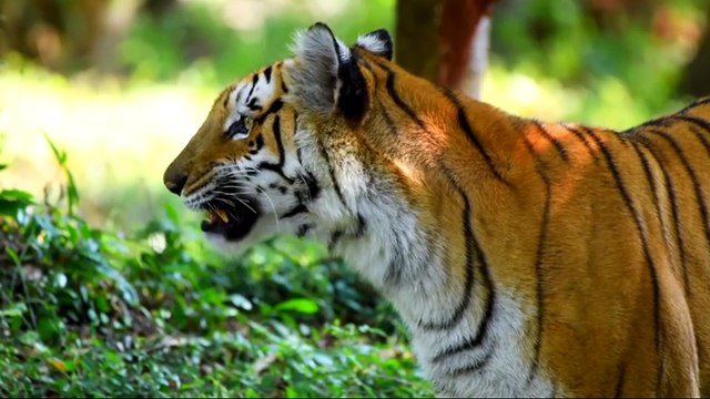 animais vida selvagem natureza / documentary wildlife animals nature / animales fauna silvestre lnaturaleza.
