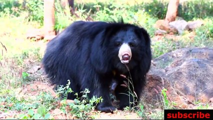 animais  vida  selvagem  natureza /  documentary wildlife animals nature  / animales fauna silvestre lnaturaleza.